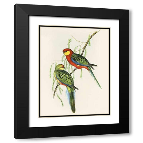 Platycercus Icterotis Black Modern Wood Framed Art Print with Double Matting by Ashley, Aaron