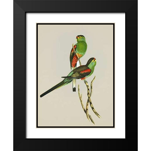 Psephotus Pulcherrimus Black Modern Wood Framed Art Print with Double Matting by Ashley, Aaron