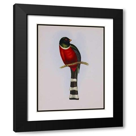 Trogon Mexicanus Black Modern Wood Framed Art Print with Double Matting by Ashley, Aaron