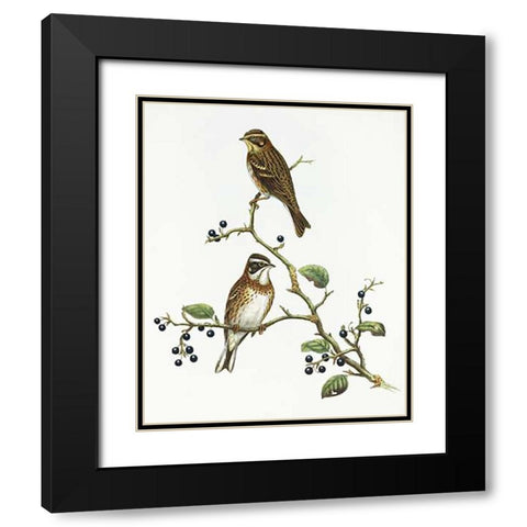 Emberiza Rustica Black Modern Wood Framed Art Print with Double Matting by Ashley, Aaron