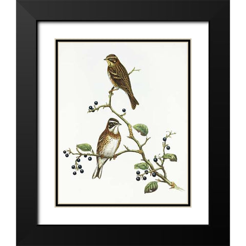 Emberiza Rustica Black Modern Wood Framed Art Print with Double Matting by Ashley, Aaron