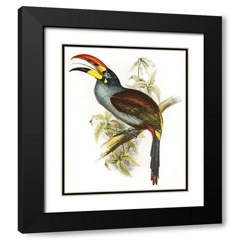 Pteroglossus Hypoglaucus Black Modern Wood Framed Art Print with Double Matting by Ashley, Aaron