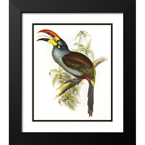 Pteroglossus Hypoglaucus Black Modern Wood Framed Art Print with Double Matting by Ashley, Aaron