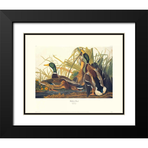 Mallard Duck (decorative border) Black Modern Wood Framed Art Print with Double Matting by Audubon, John James