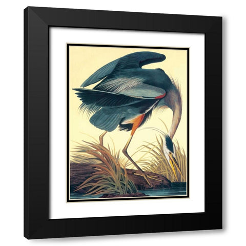 Great Blue Heron Black Modern Wood Framed Art Print with Double Matting by Audubon, John James