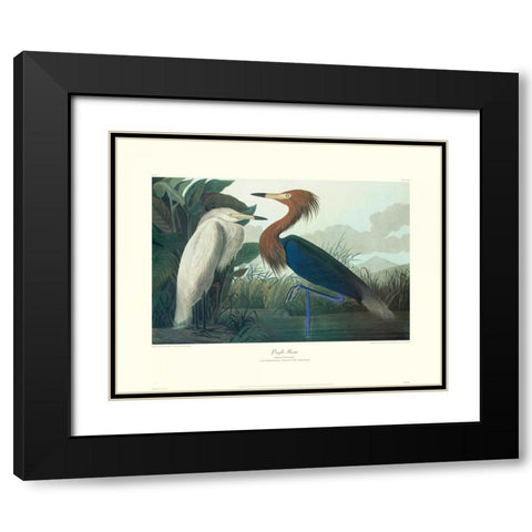Purple Heron (decorative border) Black Modern Wood Framed Art Print with Double Matting by Audubon, John James