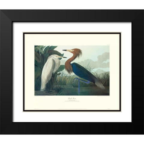 Purple Heron (decorative border) Black Modern Wood Framed Art Print with Double Matting by Audubon, John James