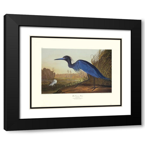 Blue Crane Or Heron (decorative border) Black Modern Wood Framed Art Print with Double Matting by Audubon, John James