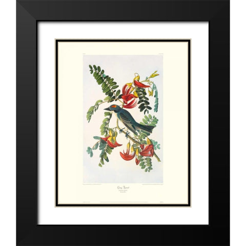 Gray Tyrant (decorative border) Black Modern Wood Framed Art Print with Double Matting by Audubon, John James