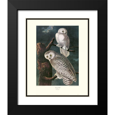 Snowy Owl (decorative border) Black Modern Wood Framed Art Print with Double Matting by Audubon, John James