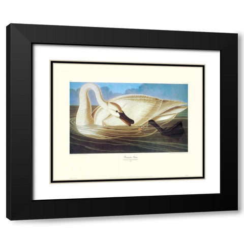 Trumpeter Swan (decorative border) Black Modern Wood Framed Art Print with Double Matting by Audubon, John James