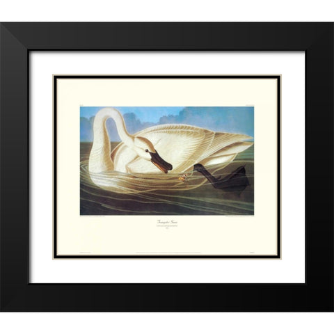 Trumpeter Swan (decorative border) Black Modern Wood Framed Art Print with Double Matting by Audubon, John James