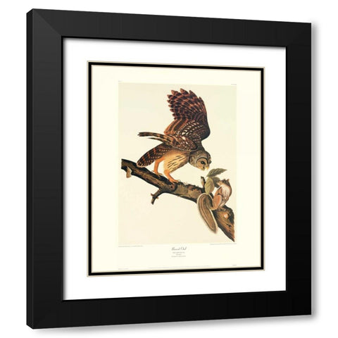 Barred Owl (decorative border) Black Modern Wood Framed Art Print with Double Matting by Audubon, John James