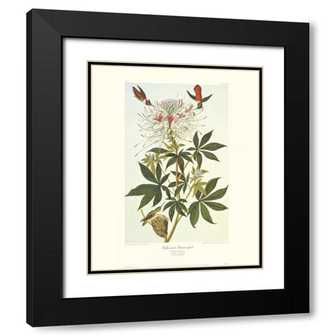 Ruff-Necked Hummingbird (decorative border) Black Modern Wood Framed Art Print with Double Matting by Audubon, John James
