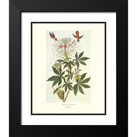 Ruff-Necked Hummingbird (decorative border) Black Modern Wood Framed Art Print with Double Matting by Audubon, John James