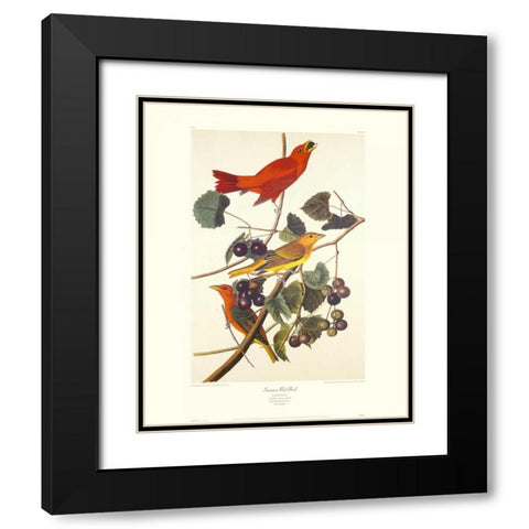 Summer Red Bird (decorative border) Black Modern Wood Framed Art Print with Double Matting by Audubon, John James