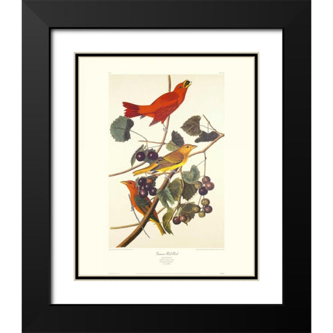 Summer Red Bird (decorative border) Black Modern Wood Framed Art Print with Double Matting by Audubon, John James