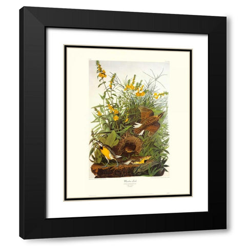 Meadow Lark (decorative border) Black Modern Wood Framed Art Print with Double Matting by Audubon, John James