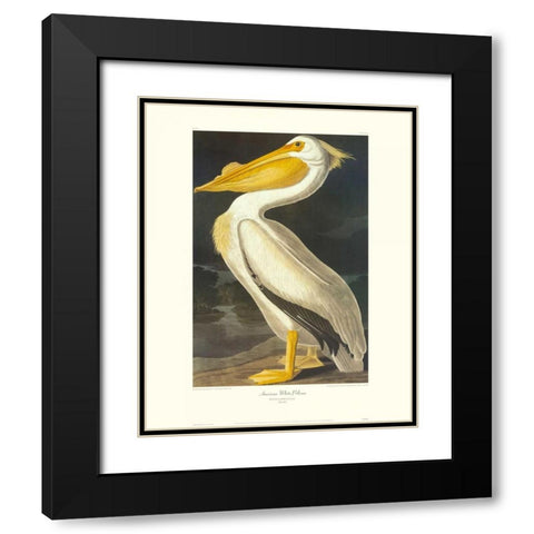 American White Pelican (decorative border) Black Modern Wood Framed Art Print with Double Matting by Audubon, John James