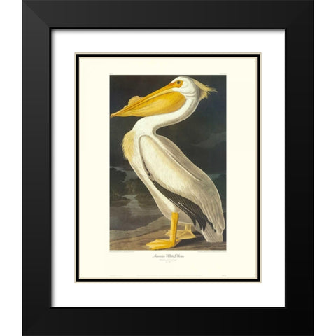 American White Pelican (decorative border) Black Modern Wood Framed Art Print with Double Matting by Audubon, John James