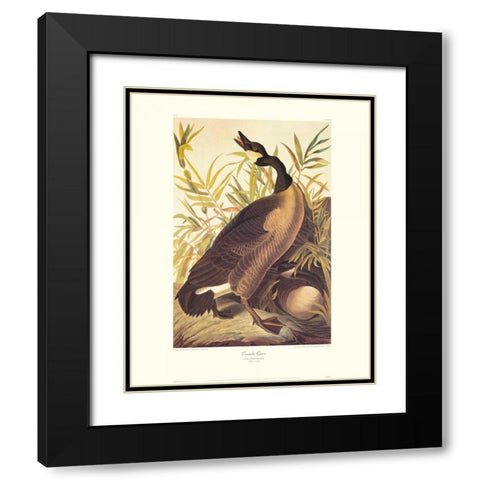 Canada Goose (decorative border) Black Modern Wood Framed Art Print with Double Matting by Audubon, John James