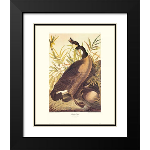 Canada Goose (decorative border) Black Modern Wood Framed Art Print with Double Matting by Audubon, John James