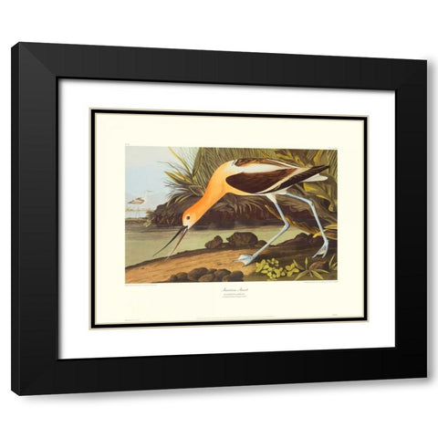 American Avocet (decorative border) Black Modern Wood Framed Art Print with Double Matting by Audubon, John James