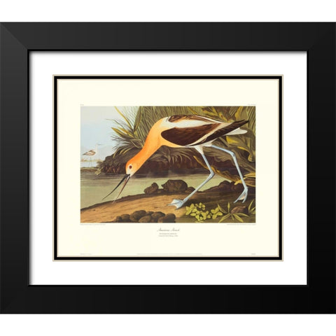 American Avocet (decorative border) Black Modern Wood Framed Art Print with Double Matting by Audubon, John James