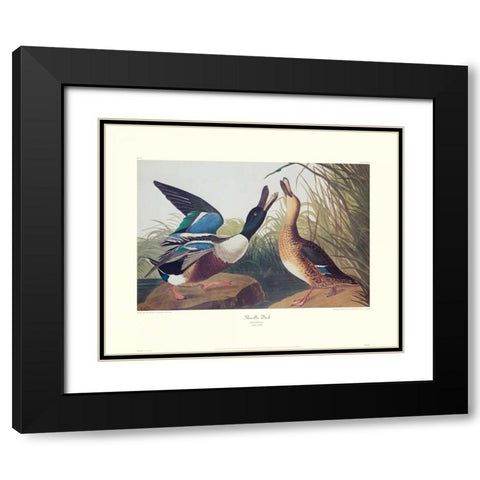 Shoveller Duck (decorative border) Black Modern Wood Framed Art Print with Double Matting by Audubon, John James