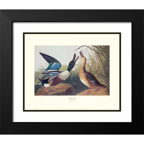 Shoveller Duck (decorative border) Black Modern Wood Framed Art Print with Double Matting by Audubon, John James