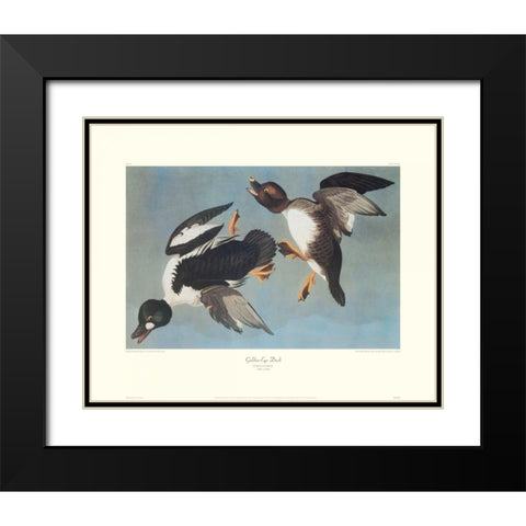 Golden-Eye Duck (decorative border) Black Modern Wood Framed Art Print with Double Matting by Audubon, John James