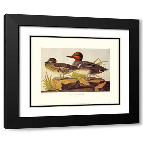 American Green-Winged Teal (decorative border) Black Modern Wood Framed Art Print with Double Matting by Audubon, John James