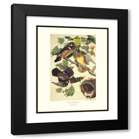 Summer Or Wood Duck (decorative border) Black Modern Wood Framed Art Print with Double Matting by Audubon, John James
