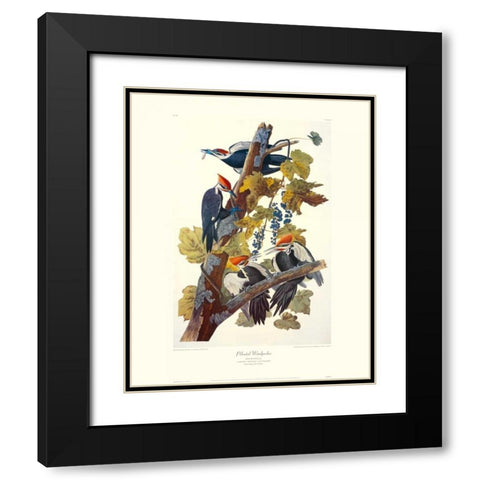 Pileated Woodpecker (decorative border) Black Modern Wood Framed Art Print with Double Matting by Audubon, John James