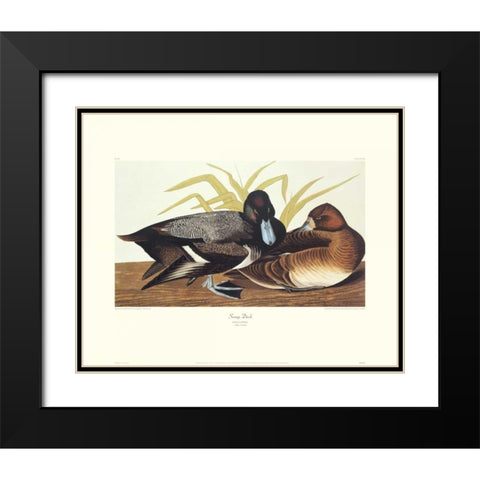 Scaup Duck (decorative border) Black Modern Wood Framed Art Print with Double Matting by Audubon, John James