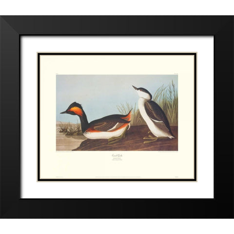 Eared Grebe (decorative border) Black Modern Wood Framed Art Print with Double Matting by Audubon, John James
