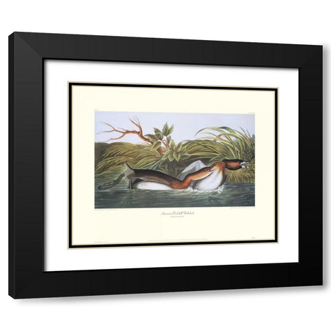 American Pied-Bill Dobchick (decorative border) Black Modern Wood Framed Art Print with Double Matting by Audubon, John James
