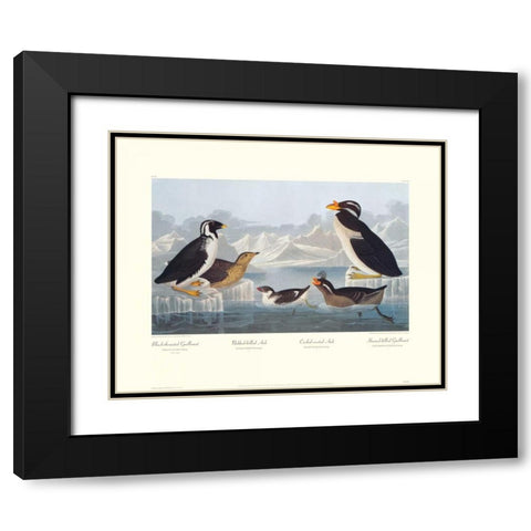 Black-throated Guillemot and Nobbed-billed Auk (decorative border) Black Modern Wood Framed Art Print with Double Matting by Audubon, John James