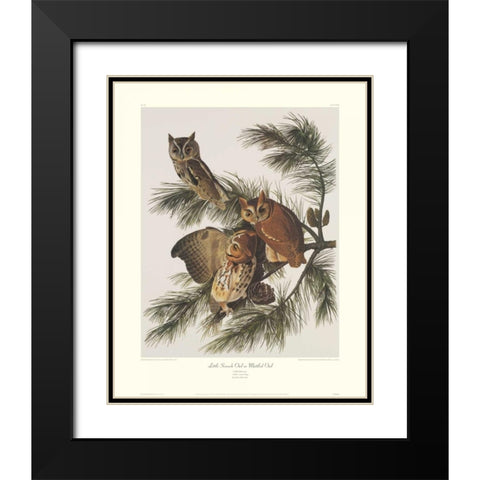 Little Screech Owl or Mottled Owl (decorative border) Black Modern Wood Framed Art Print with Double Matting by Audubon, John James