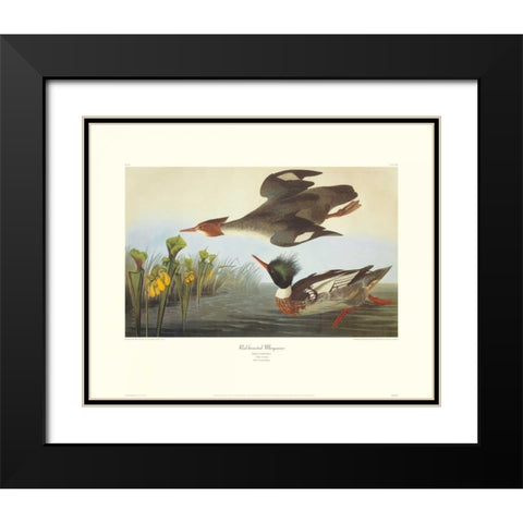 Red-Breasted Merganser (decorative border) Black Modern Wood Framed Art Print with Double Matting by Audubon, John James
