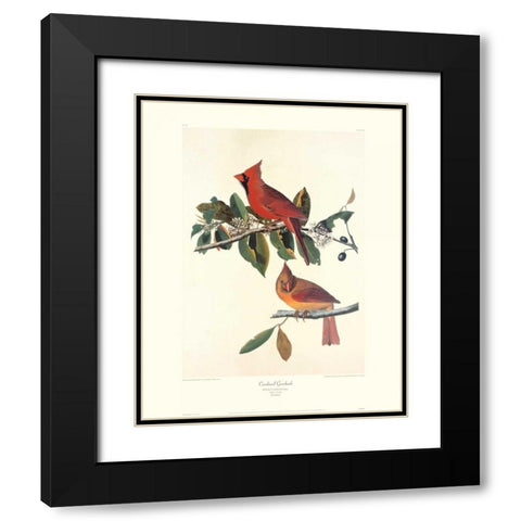 Cardinal Grosbeak (decorative border) Black Modern Wood Framed Art Print with Double Matting by Audubon, John James