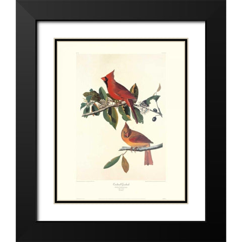 Cardinal Grosbeak (decorative border) Black Modern Wood Framed Art Print with Double Matting by Audubon, John James