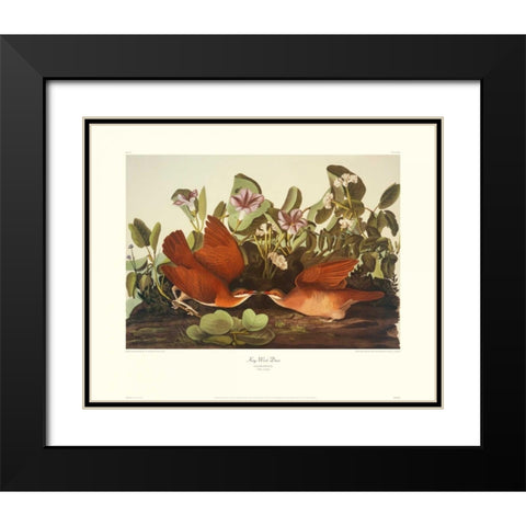 Key-West Dove (decorative border) Black Modern Wood Framed Art Print with Double Matting by Audubon, John James