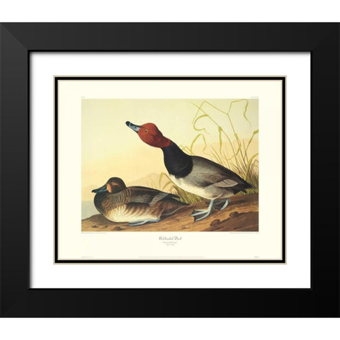 Red-Headed Duck (decorative border) Black Modern Wood Framed Art Print with Double Matting by Audubon, John James