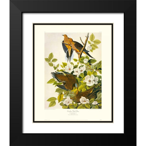 Carolina Pigeon or Turtle Dove (decorative border) Black Modern Wood Framed Art Print with Double Matting by Audubon, John James