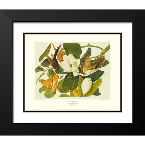 Black-Billed Cuckoo (decorative border) Black Modern Wood Framed Art Print with Double Matting by Audubon, John James