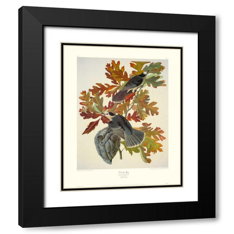 Canada Jay (decorative border) Black Modern Wood Framed Art Print with Double Matting by Audubon, John James