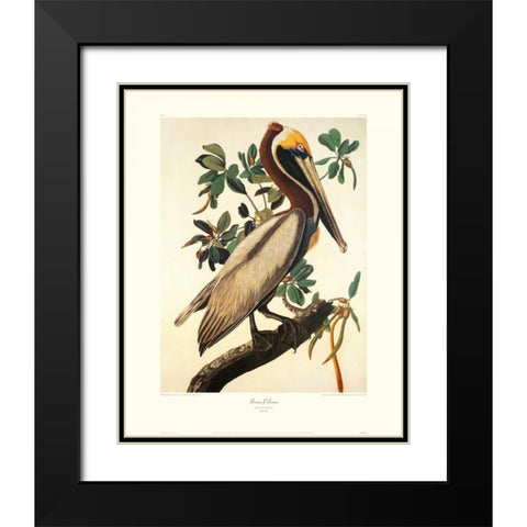 Brown Pelican (decorative border) Black Modern Wood Framed Art Print with Double Matting by Audubon, John James