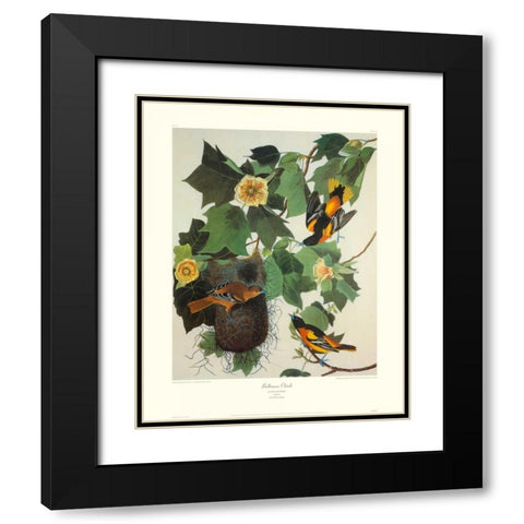 Baltimore Oriole (decorative border) Black Modern Wood Framed Art Print with Double Matting by Audubon, John James