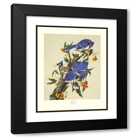 Blue Jay (decorative border) Black Modern Wood Framed Art Print with Double Matting by Audubon, John James